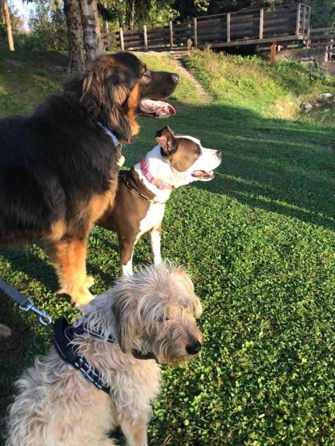 Holiday Guesthouse La Casina Di Butzi Pet Friendly - Terme Di Arta - Zoncolan Arta Terme Exterior foto